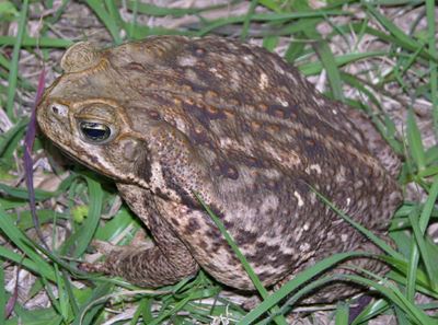 canetoad